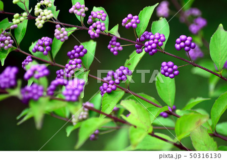 コムラサキ 紫の実 コムラサキ 紫の実 50316130