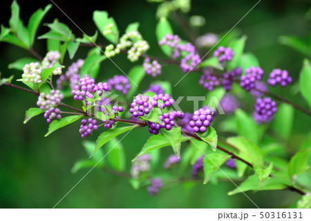コムラサキ 紫の実 50316131