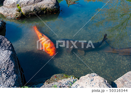 池の鯉 50316344