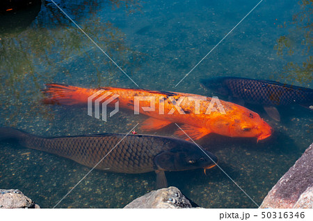池の鯉 池の鯉 50316346