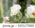 雨と白いバラ 50317060