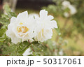 雨と白いバラ 50317061