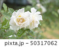 雨と白いバラ 50317062