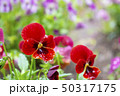 しずくの滴る赤いパンジー 50317175