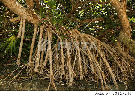 アダンの気根 支柱根 沖縄の樹木の写真素材