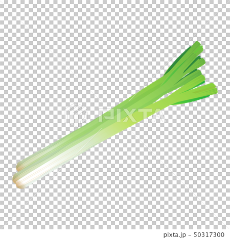 A long onion A long onion 50317300