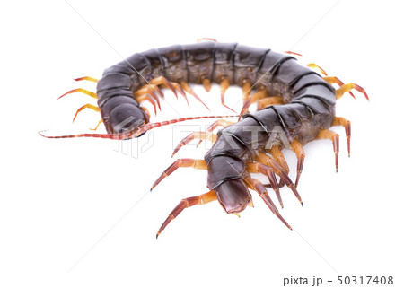 centipede isolated on white background centipede isolated on white background 50317408