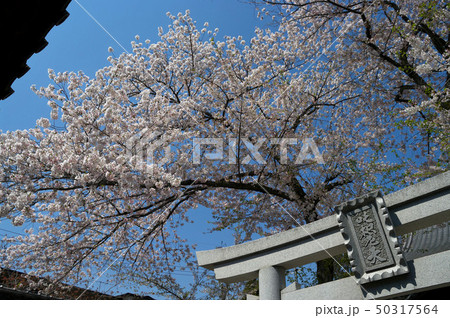 法伝寺の桜 法伝寺の桜 50317564