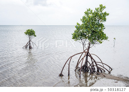 石垣島のヤエヤマヒルギの若木と浅い海 石垣島のヤエヤマヒルギの若木と浅い海 50318127