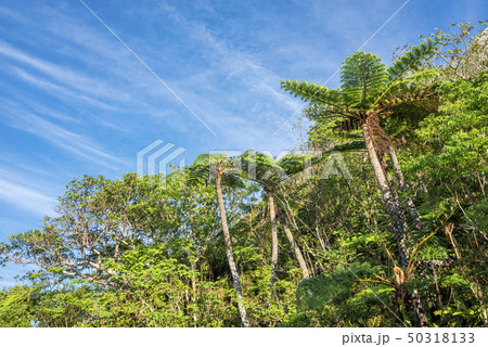 石垣島のヘゴ林と青空 50318133