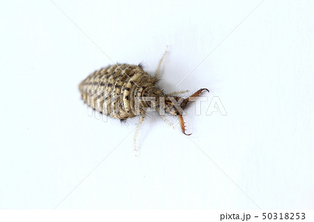 ウスバカゲロウの幼虫（アリジゴク） 50318253