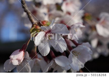 満開直前の桜 50318268