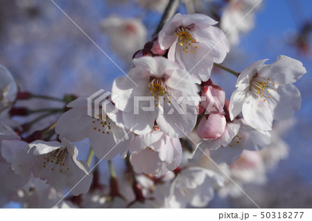 満開直前の桜 50318277