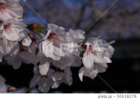 満開直前の桜 50318279