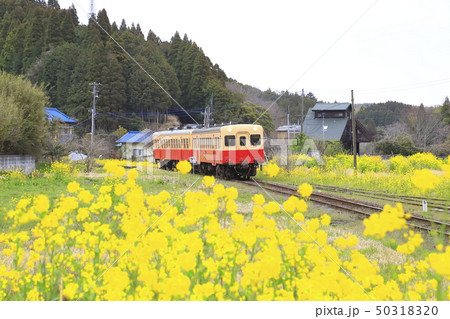 春の小湊鉄道　月崎駅（つきざき駅）　 50318320