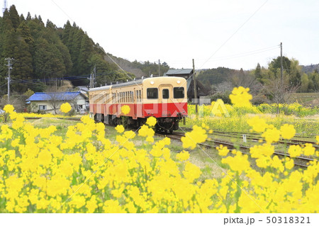 春の小湊鉄道　月崎駅（つきざき駅）　 50318321