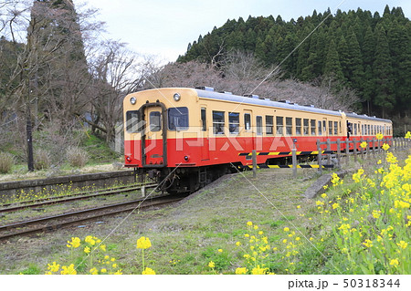 春の小湊鉄道　月崎駅（つきざき駅）　 50318344