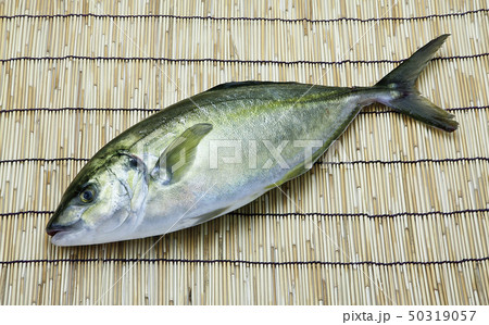 ハマチ 50319057