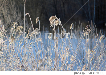 霧氷~むひょう 霧氷~むひょう 50319130