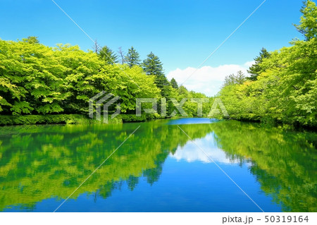 軽井沢・雲場池の新緑 50319164