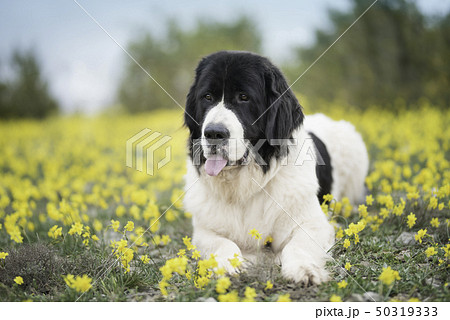 landseer dog pure breed playing fun lovely puppy 50319333