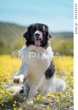 landseer dog pure breed playing fun lovely puppy landseer dog pure breed playing fun lovely puppy 50319334