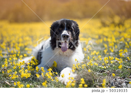 landseer dog pure breed playing fun lovely puppy landseer dog pure breed playing fun lovely puppy 50319335