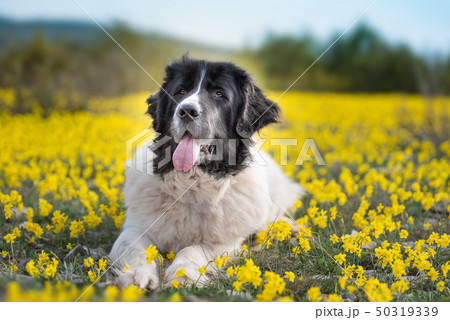 landseer dog pure breed playing fun lovely puppy landseer dog pure breed playing fun lovely puppy 50319339