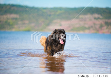leonberg giant dog 50319340