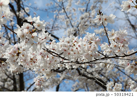 さくら 50319421