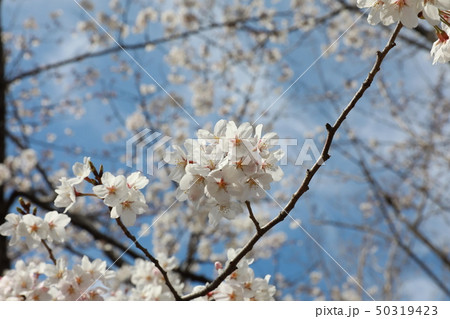 さくら さくら 50319423