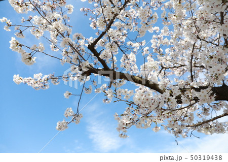 さくら 50319438