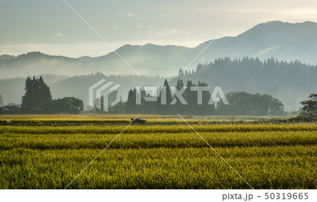Beautiful rice field in Akita, Japan 50319665