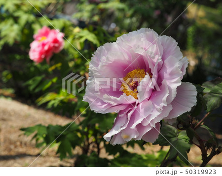 牡丹の花 牡丹の花 50319923