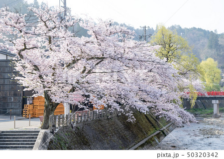 岐阜県　高山市　中橋の春 50320342