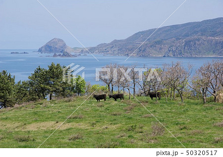 海辺の牧場 50320517