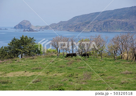 海辺の牧場 50320518
