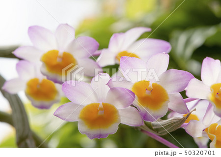 原種洋ランDendrobium crepidatumの写真 原種洋ランDendrobium crepidatumの写真 50320701