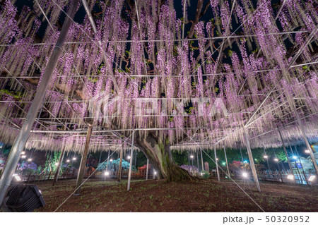 あしかがフラワーパーク あしかがフラワーパーク 50320952