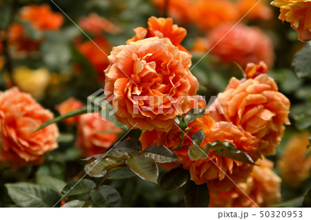 八重咲きの薔薇の花 八重咲きの薔薇の花 50320953