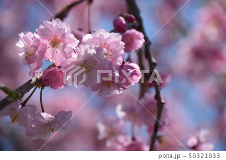 八重桜 八重桜 50321033