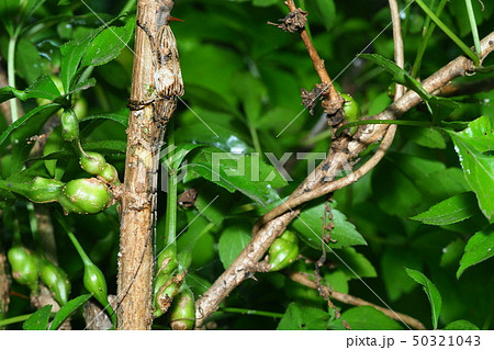 タテジマカミキリ 50321043