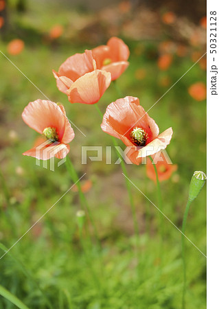 ナガミヒナゲシ 50321128