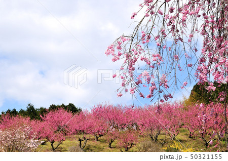 ハナモモの丘 枝垂れ桜とハナモモ ハナモモの丘 枝垂れ桜とハナモモ 50321155