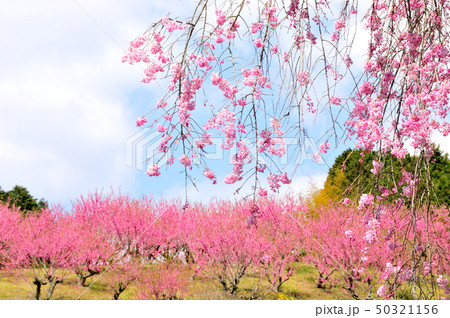 ハナモモの丘 枝垂れ桜とハナモモ ハナモモの丘 枝垂れ桜とハナモモ 50321156