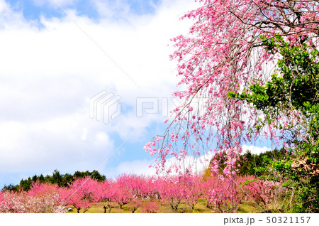 ハナモモの丘 枝垂れ桜とハナモモ ハナモモの丘 枝垂れ桜とハナモモ 50321157
