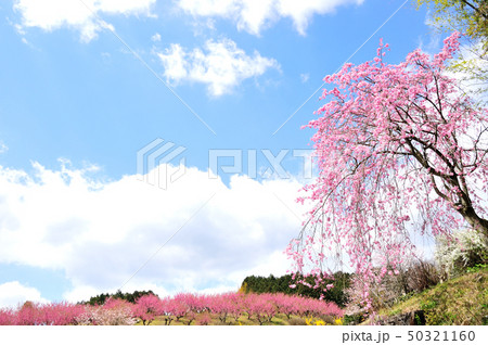 ハナモモの丘 枝垂れ桜とハナモモ ハナモモの丘 枝垂れ桜とハナモモ 50321160