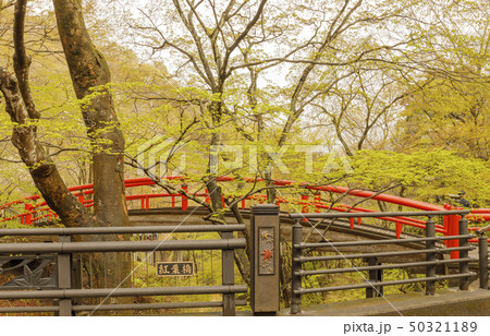 伊香保温泉 河鹿橋 新緑 伊香保温泉 河鹿橋 新緑 50321189