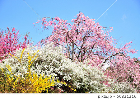 ハナモモの丘　枝垂れ桜とハナモモ 50321216