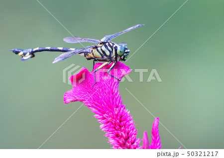 ウチワヤンマ(オス)とケイトウの花 ウチワヤンマ(オス)とケイトウの花 50321217